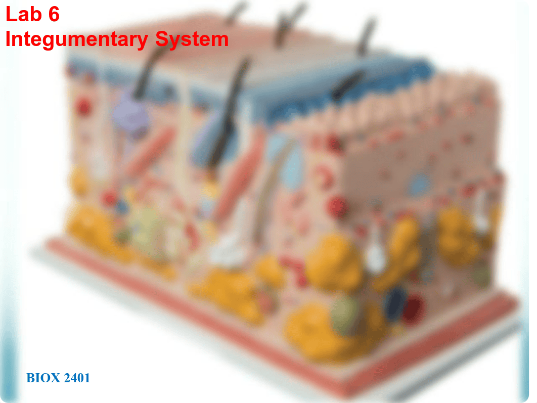 Lab_6_Integument.pdf_d82drfza9kc_page1
