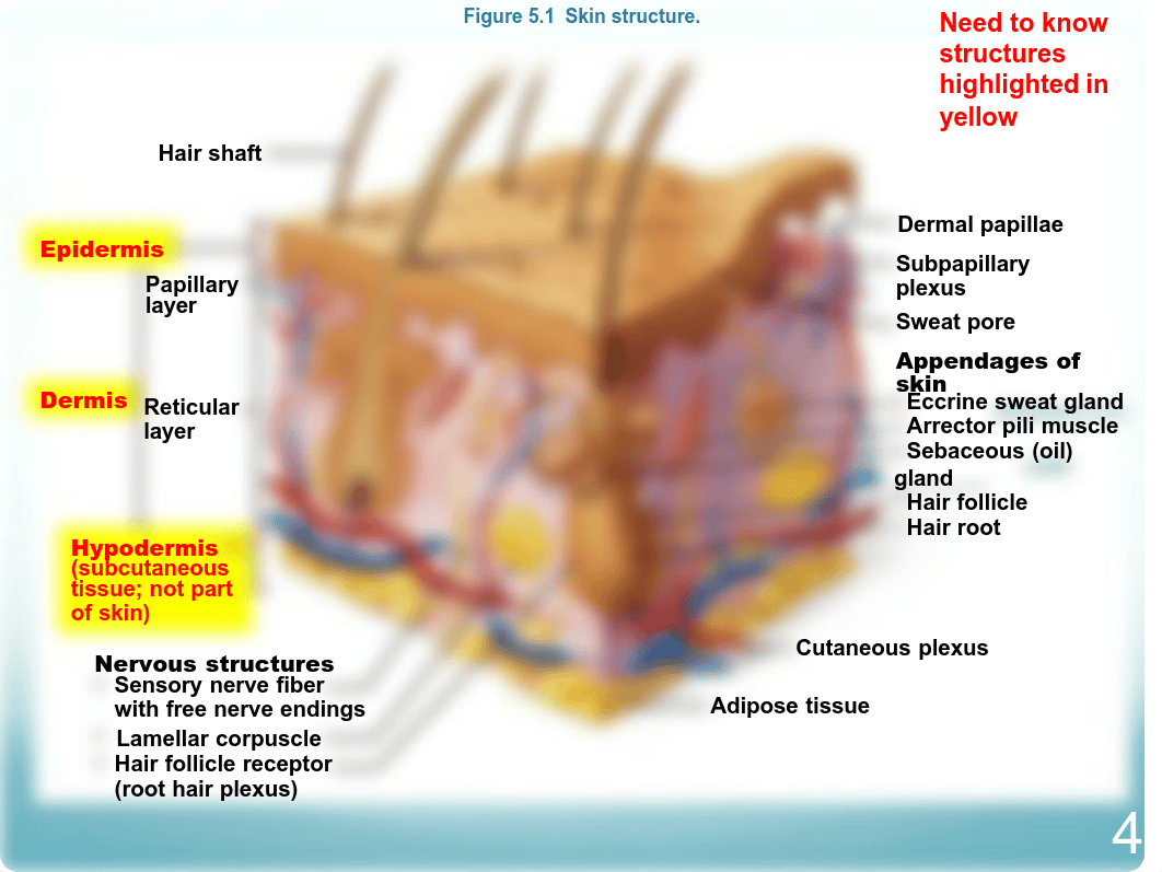 Lab_6_Integument.pdf_d82drfza9kc_page5