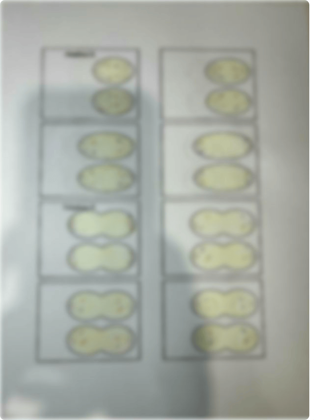 Meiosis flip book.pdf_d82tkpifkc9_page4