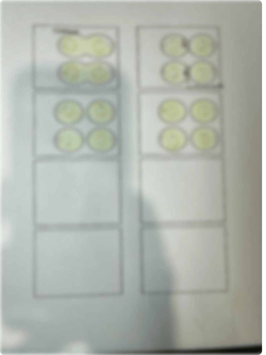 Meiosis flip book.pdf_d82tkpifkc9_page5