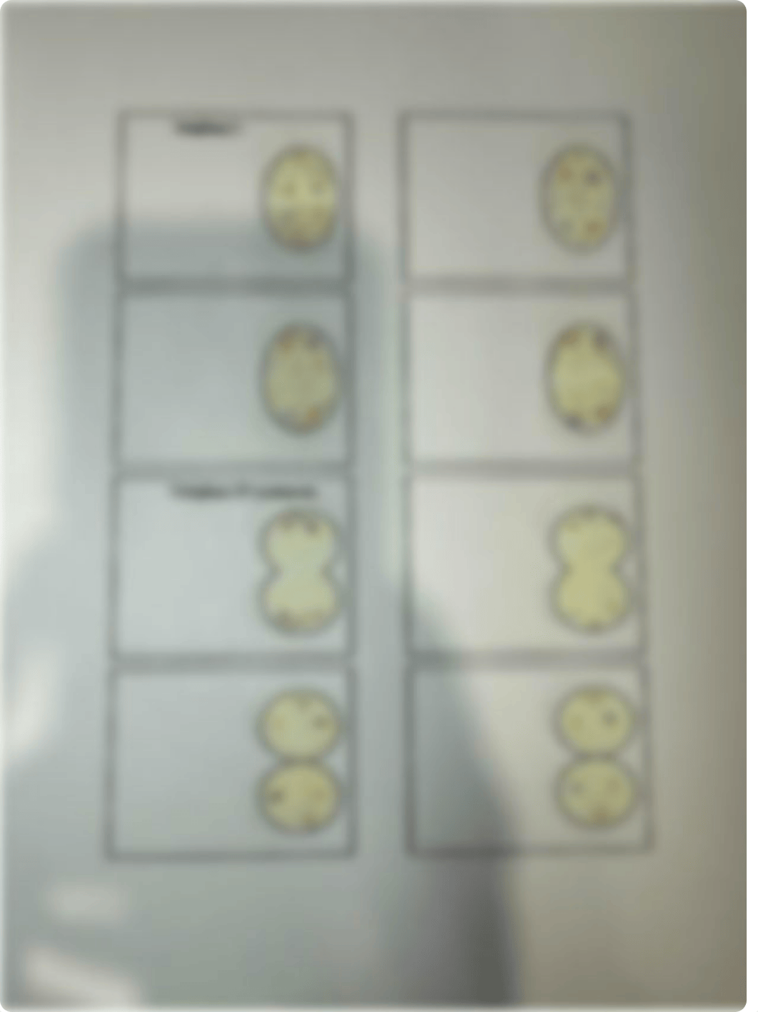 Meiosis flip book.pdf_d82tkpifkc9_page2