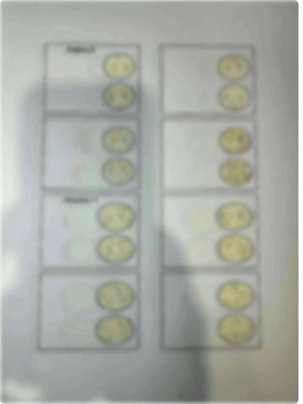 Meiosis flip book.pdf_d82tkpifkc9_page3