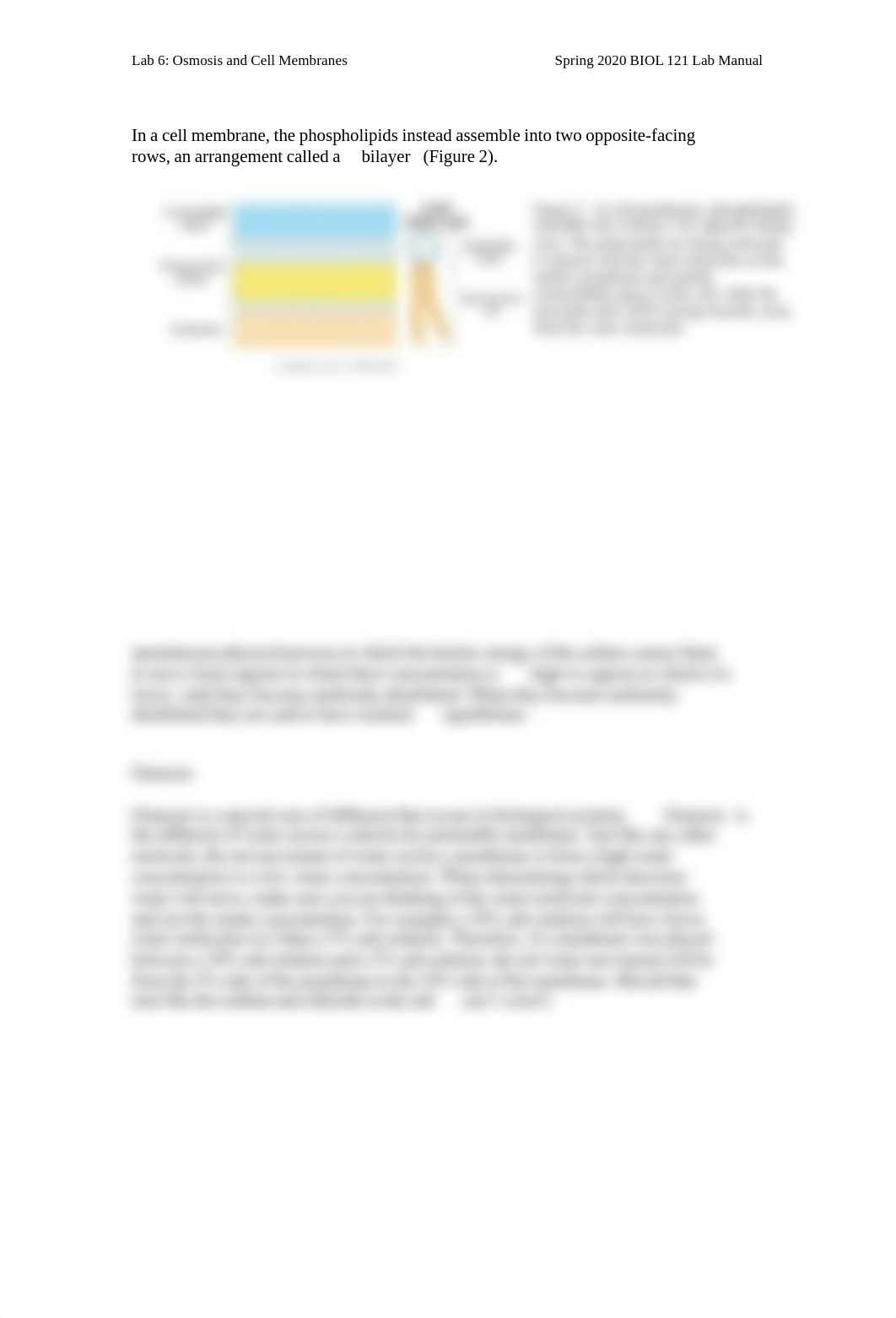 Lab 6 - Osmosis and cell membranes S20.pdf_d830wz9flcc_page2