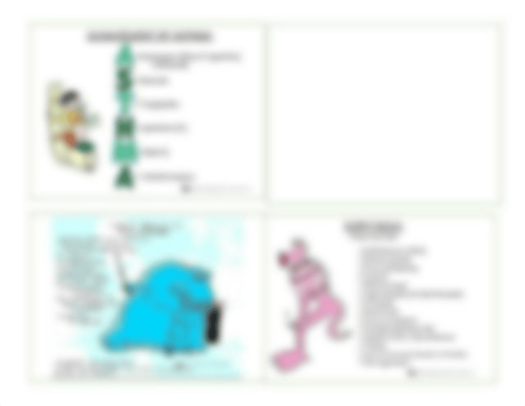 cardiac & respiratory review mnemonic_d84echhy29m_page5