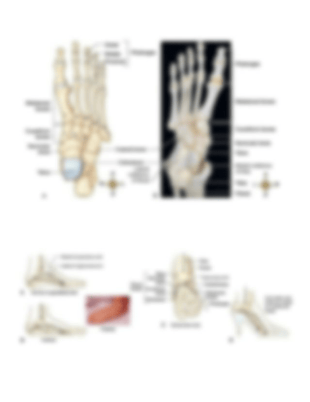 AAo Knee_Ankle_Foot Gross Handout.pdf_d84npj52xte_page4