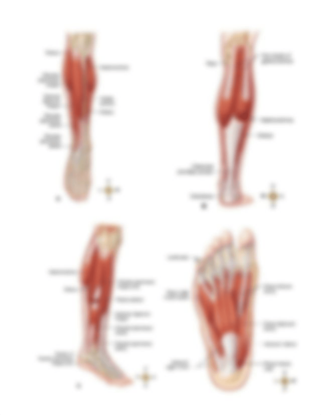 AAo Knee_Ankle_Foot Gross Handout.pdf_d84npj52xte_page2