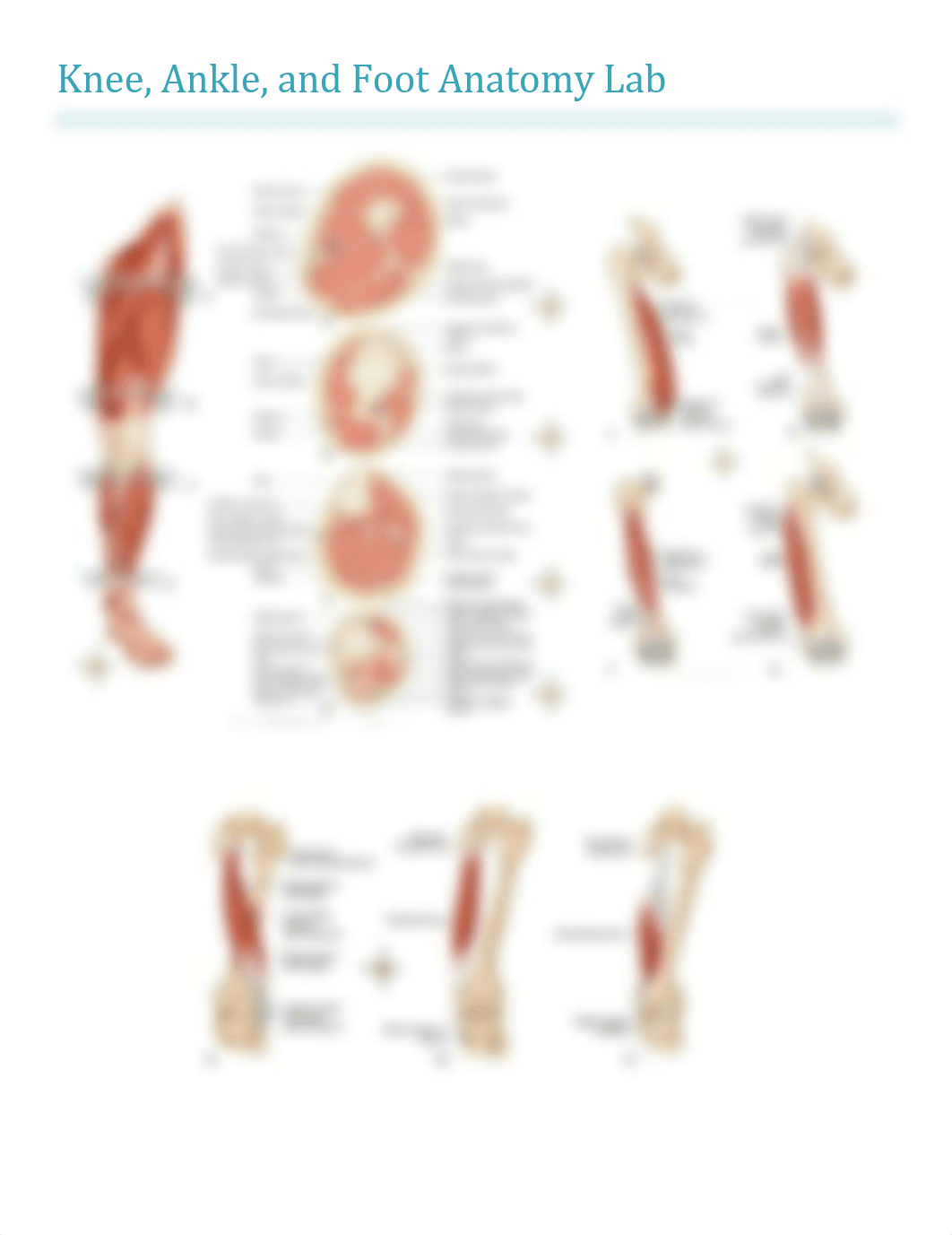 AAo Knee_Ankle_Foot Gross Handout.pdf_d84npj52xte_page1