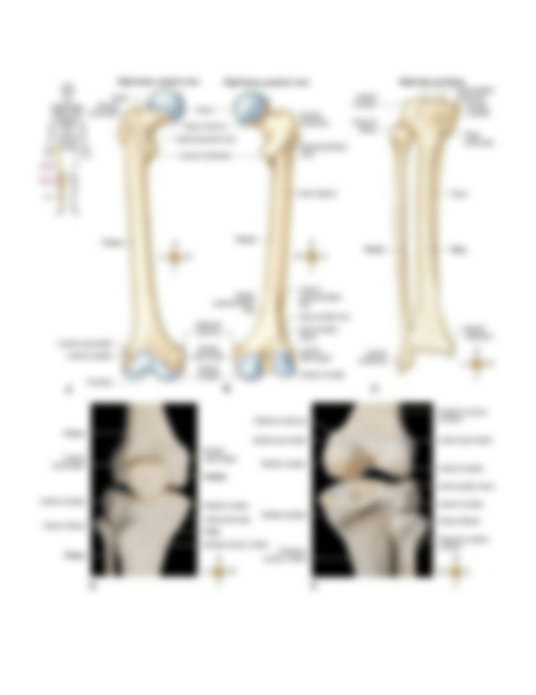 AAo Knee_Ankle_Foot Gross Handout.pdf_d84npj52xte_page3