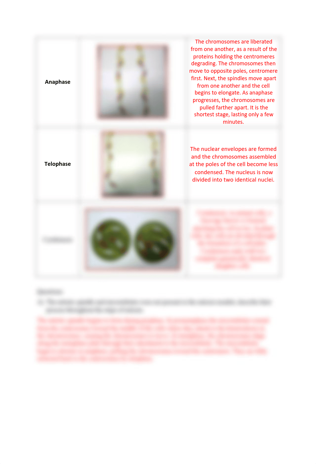 Mitosis and Meiosis_KEY.pdf_d84v81ivovy_page2