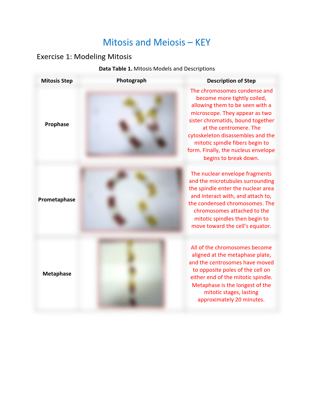 Mitosis and Meiosis_KEY.pdf_d84v81ivovy_page1