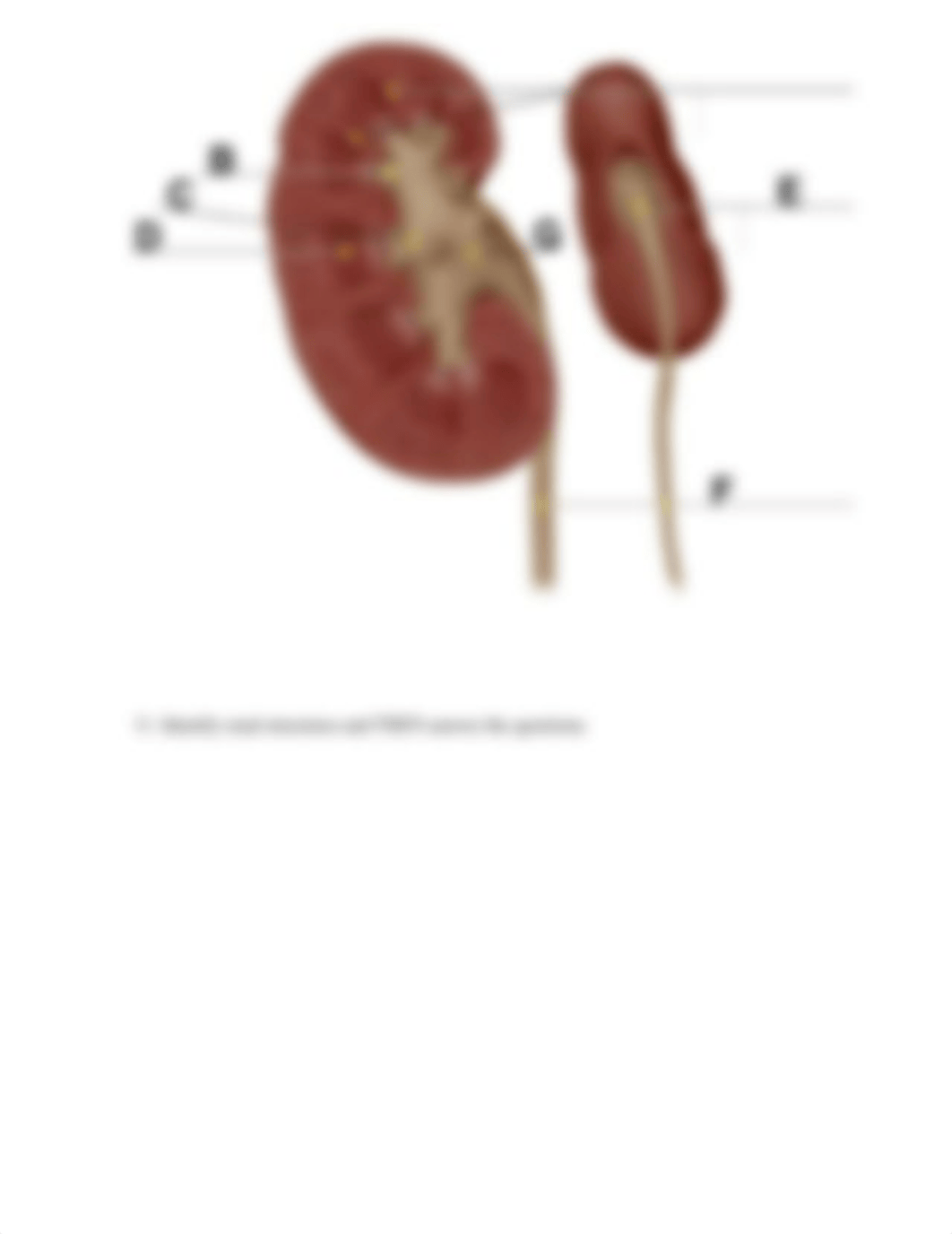 Lab_11_activity_for_renal_and_digestive_systems.docx.pdf_d84w0mqy78q_page3