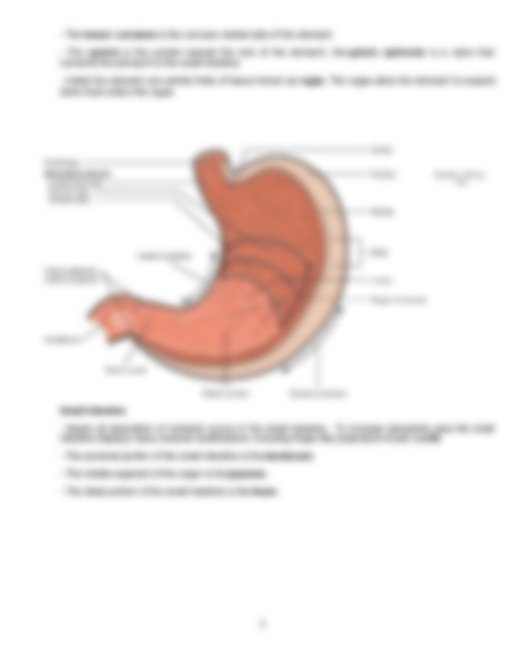 Assignment 5- Ch. 24 - Digestive system - B - Copy-Luke Lorson.pdf_d84y6aznc9b_page3