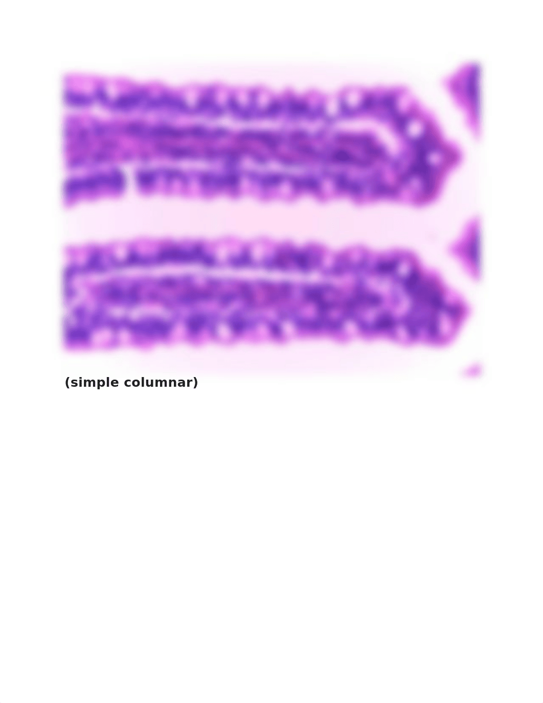 Epithelial Pictures Quiz.docx_d85uamd04kd_page4