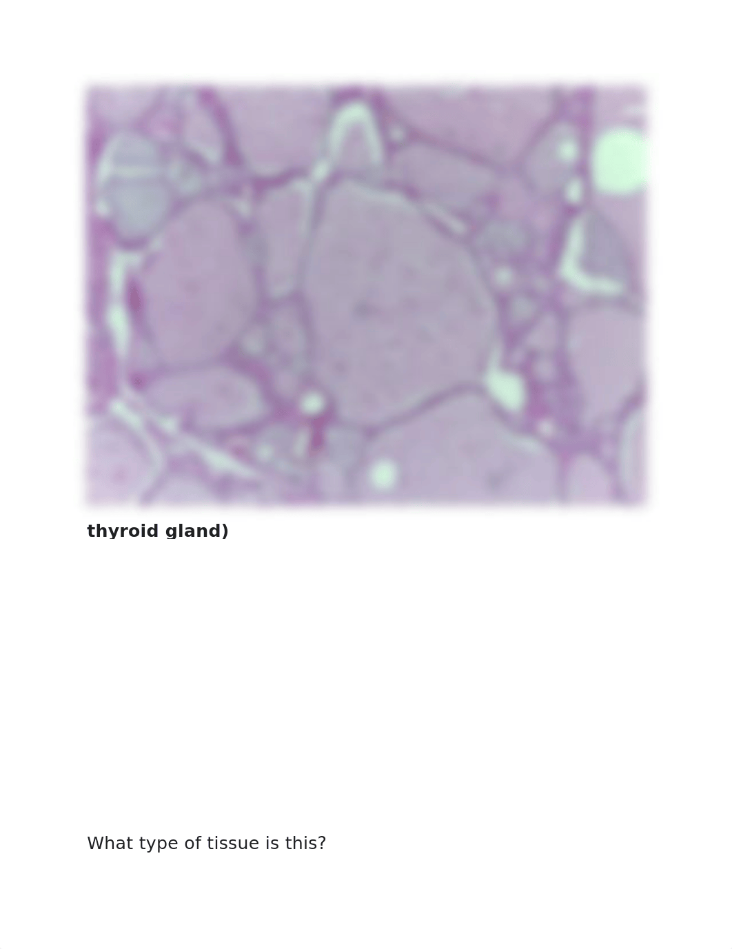 Epithelial Pictures Quiz.docx_d85uamd04kd_page3