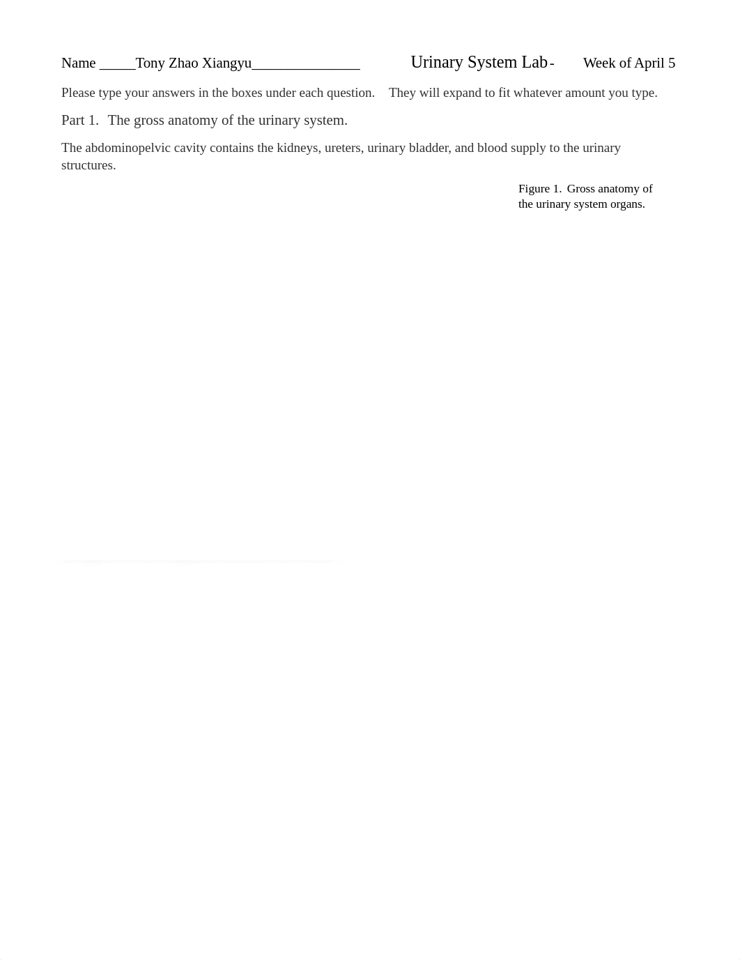 Lab 9 Urinary system.docx_d85z2278ygz_page1