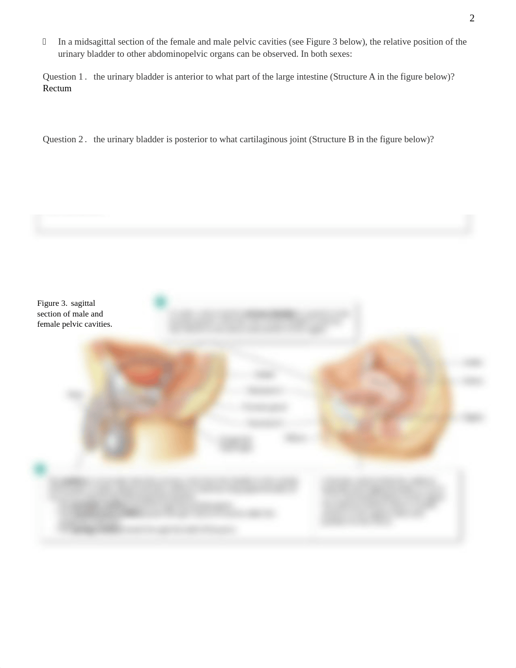 Lab 9 Urinary system.docx_d85z2278ygz_page2