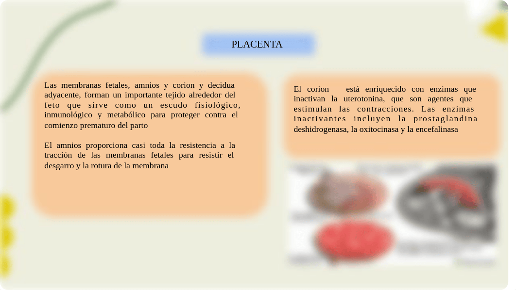 Fisiología del parto.pdf_d86f4rkbx2z_page5