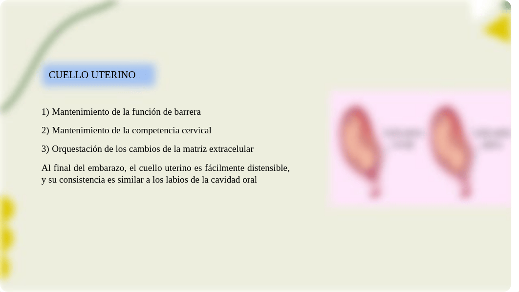 Fisiología del parto.pdf_d86f4rkbx2z_page4