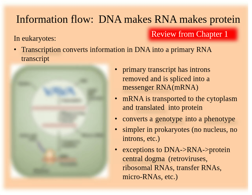 Exam 2 notes merged.pdf_d8720miikde_page3