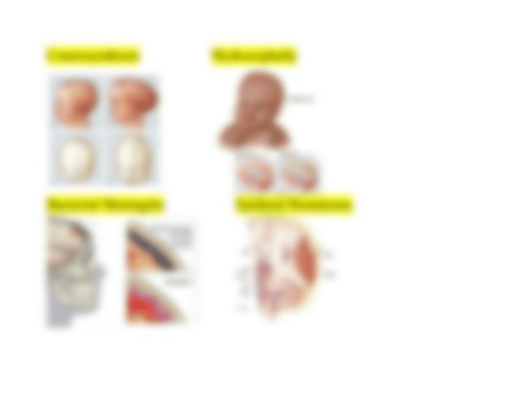 Cranial Nerve Chart.docx_d872csgb9s5_page4