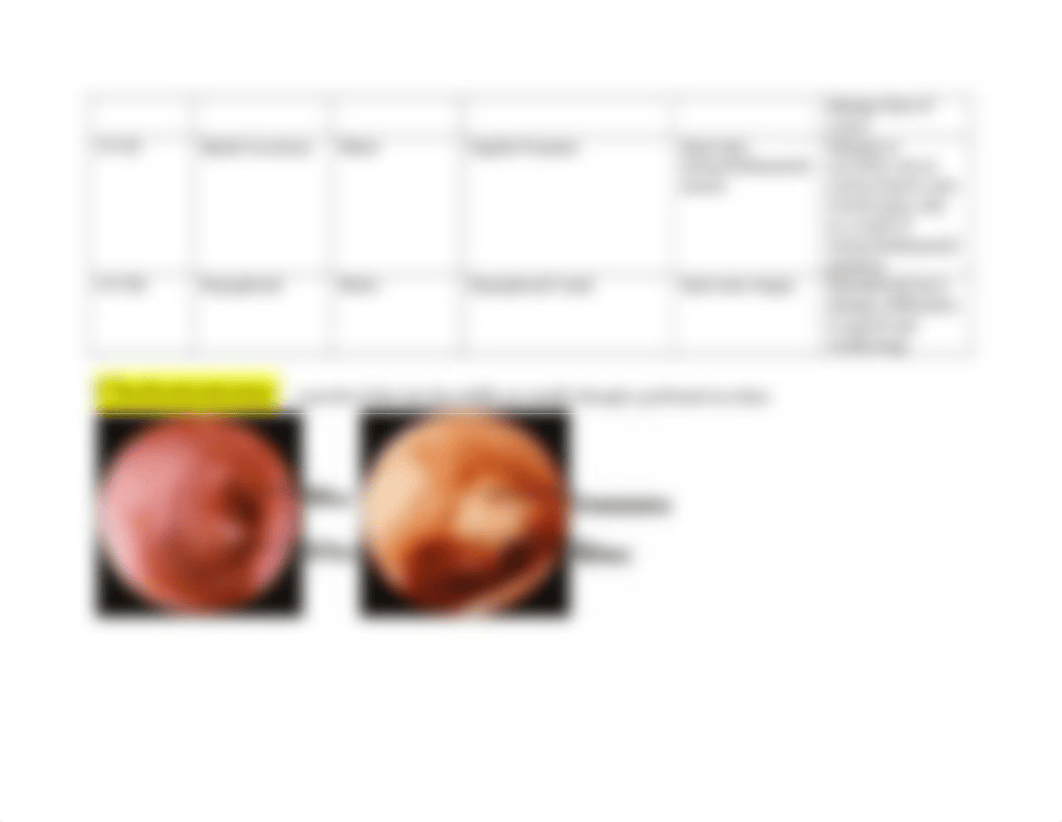 Cranial Nerve Chart.docx_d872csgb9s5_page2