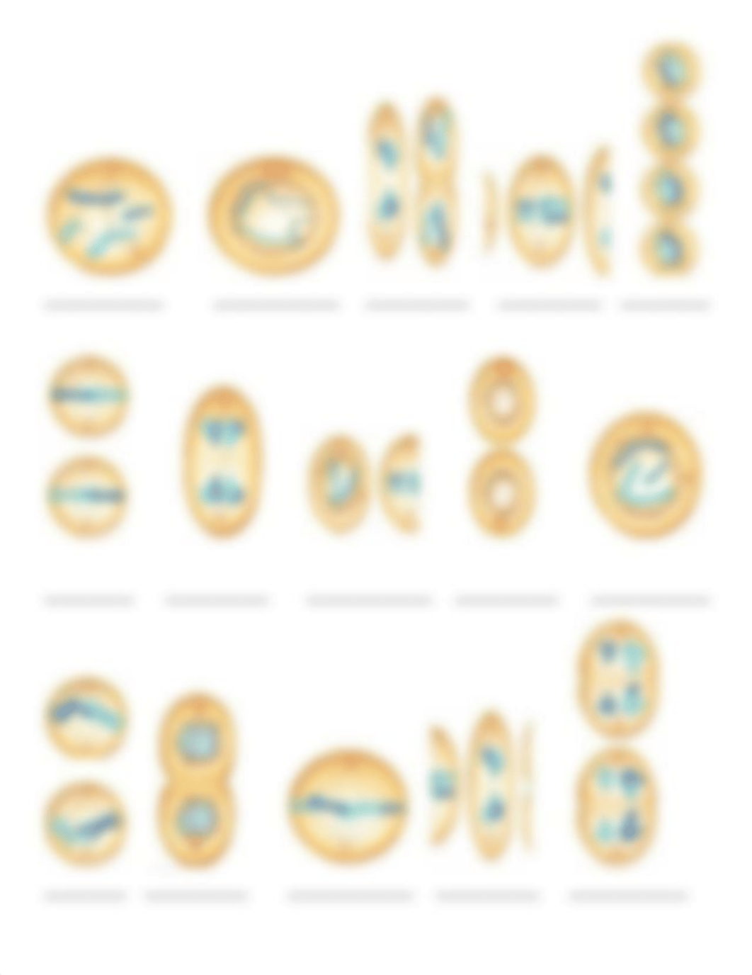 Mitosis and Meiosis.docx_d87d2nnddeu_page2