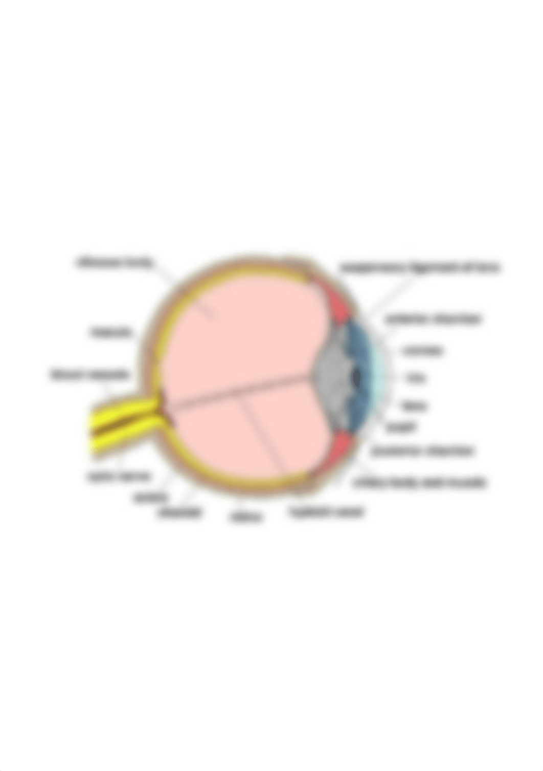 anatomy of eye.jpg_d87xsc2zgnl_page1