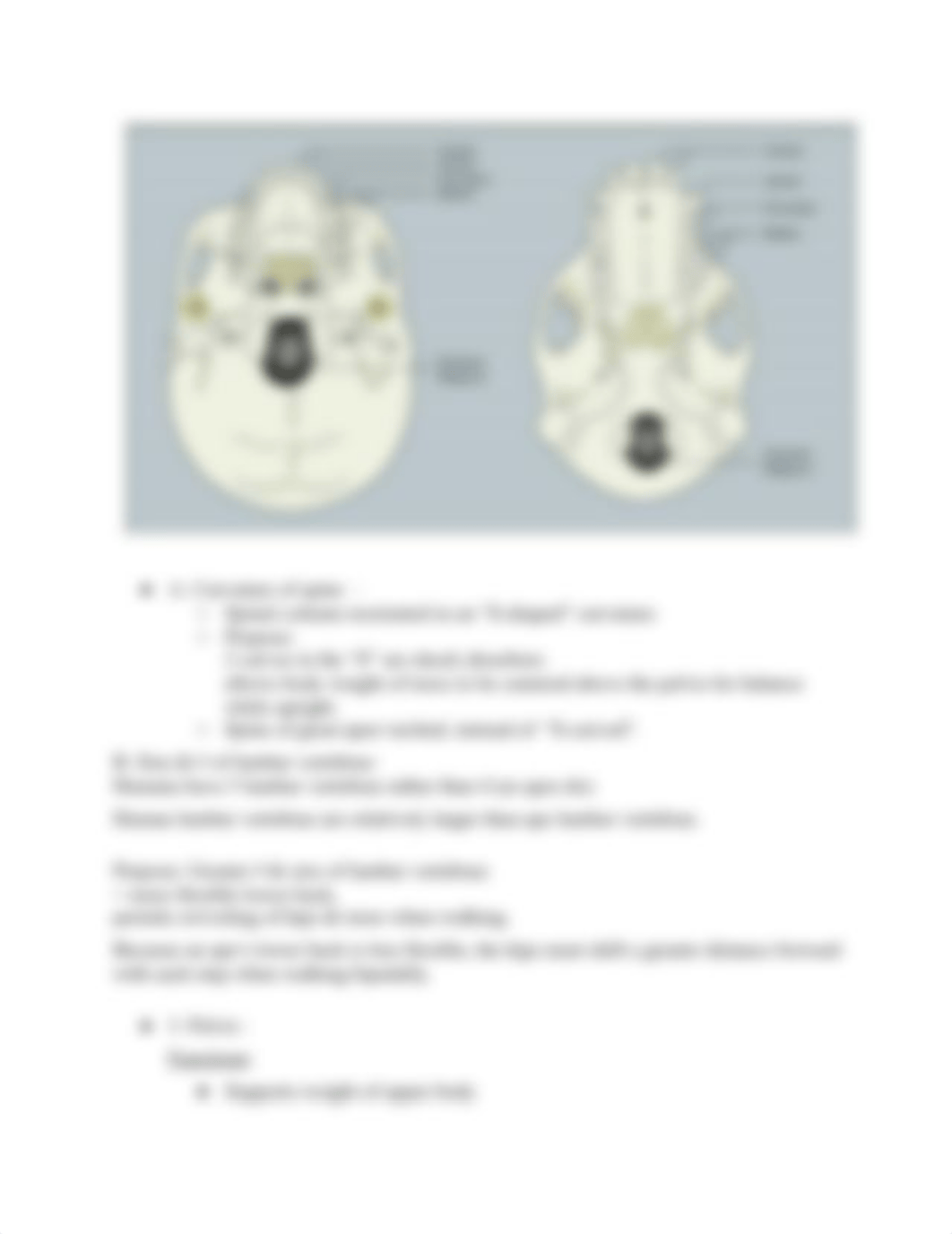 Anthropology Final Exam Study Guide.docx_d88gyuz9qdz_page3