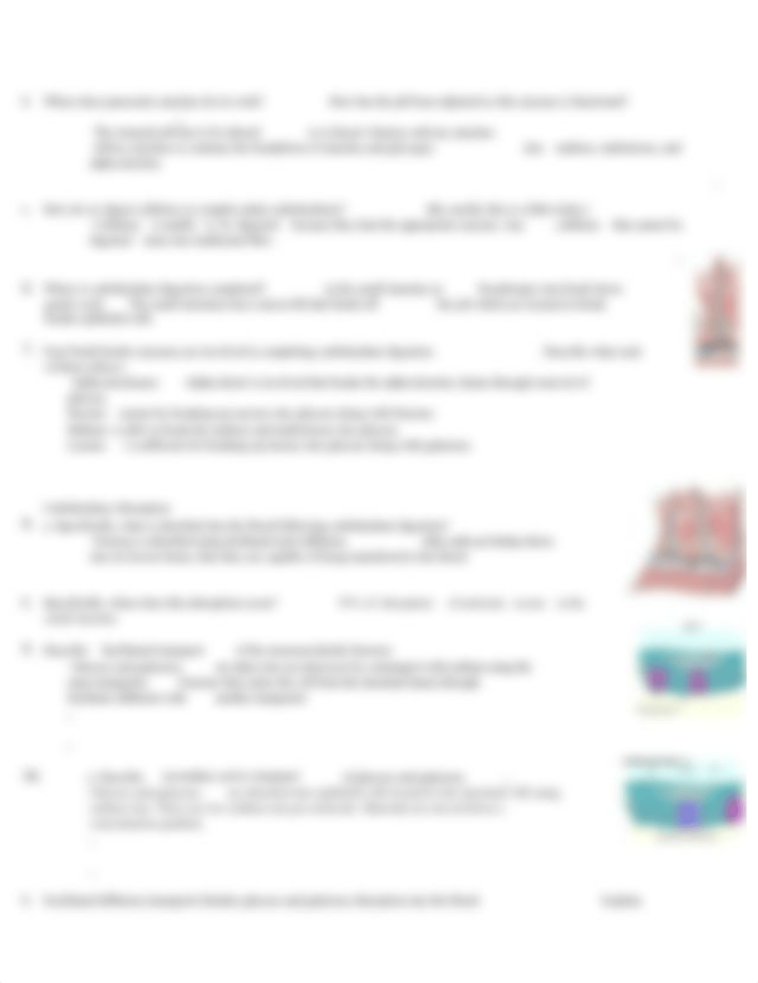 A&P 2 Chapt 24 Carbohydrate digestion and absorption.pdf.docx_d88ljs5ucm1_page2