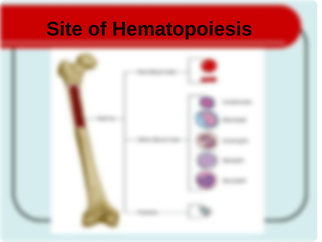 Blood Disorders 2018-lecture.pptx_d89i8igpdup_page4