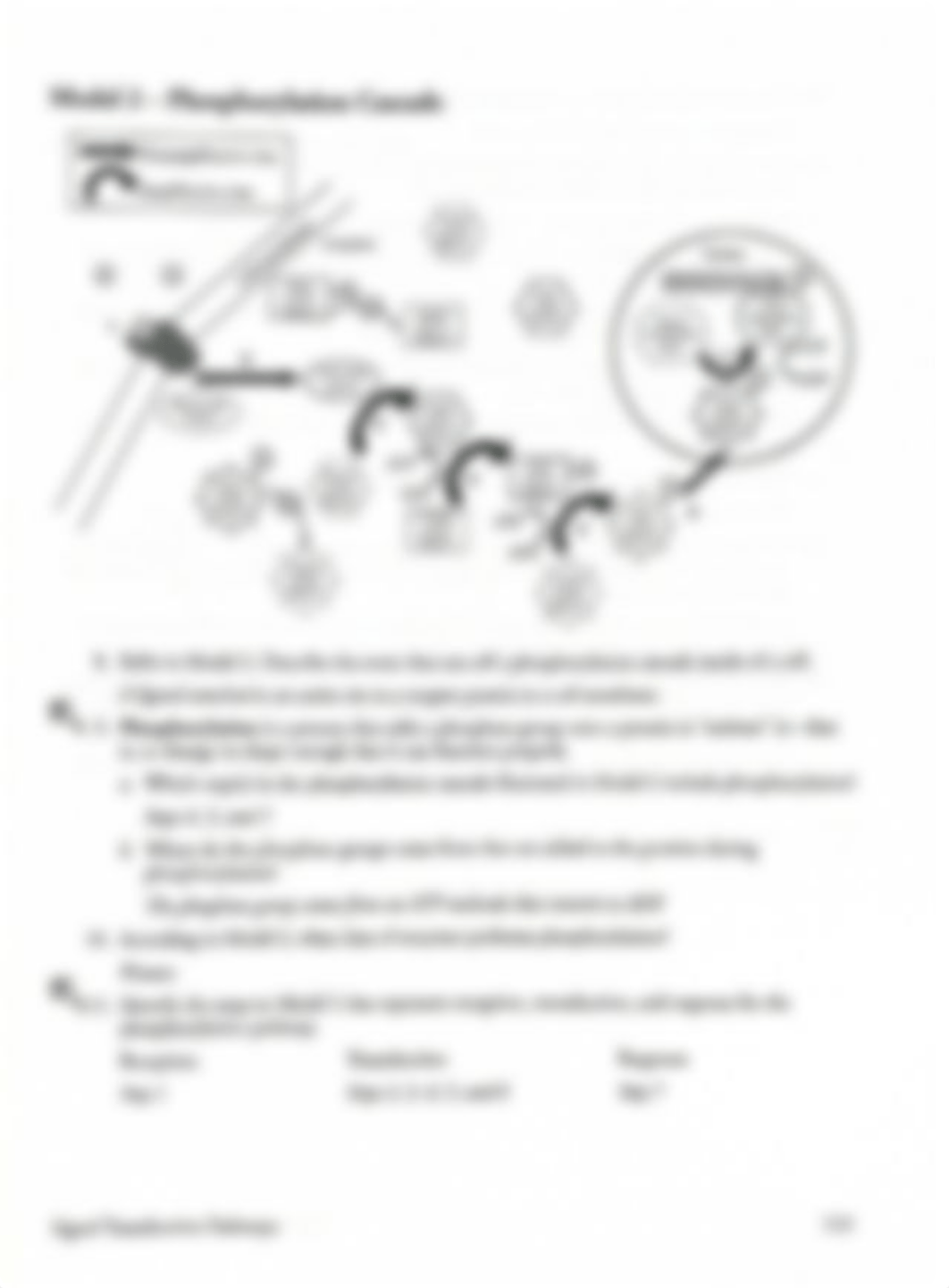 POGIL Key - Signal Transduction.pdf_d8a6onb3vu8_page3