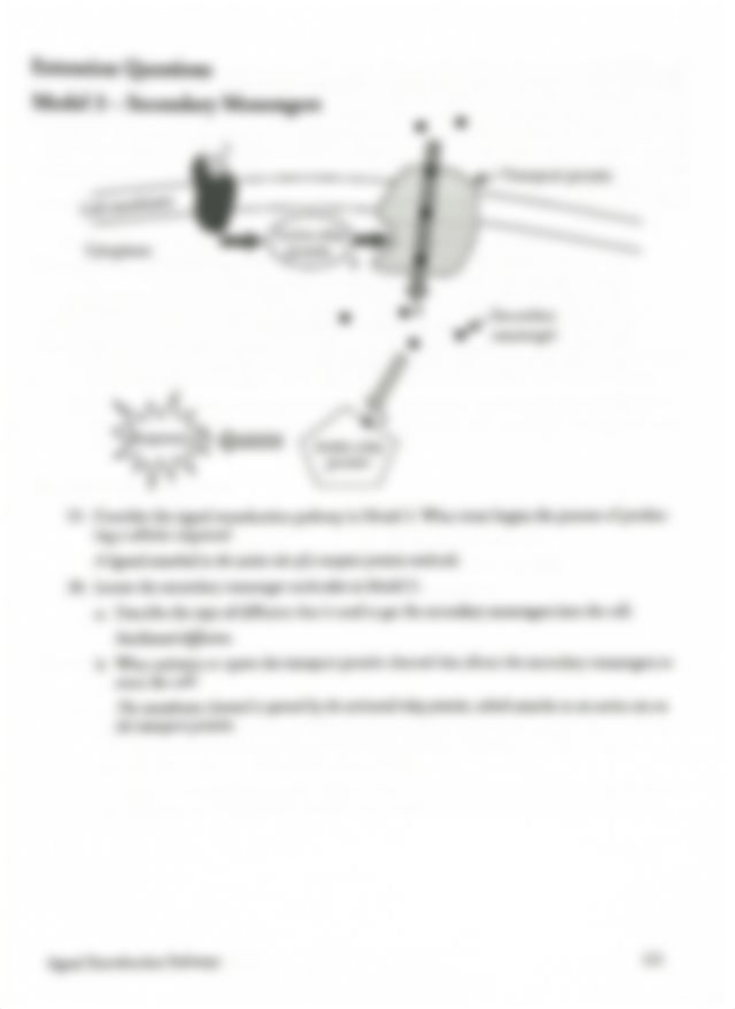 POGIL Key - Signal Transduction.pdf_d8a6onb3vu8_page5