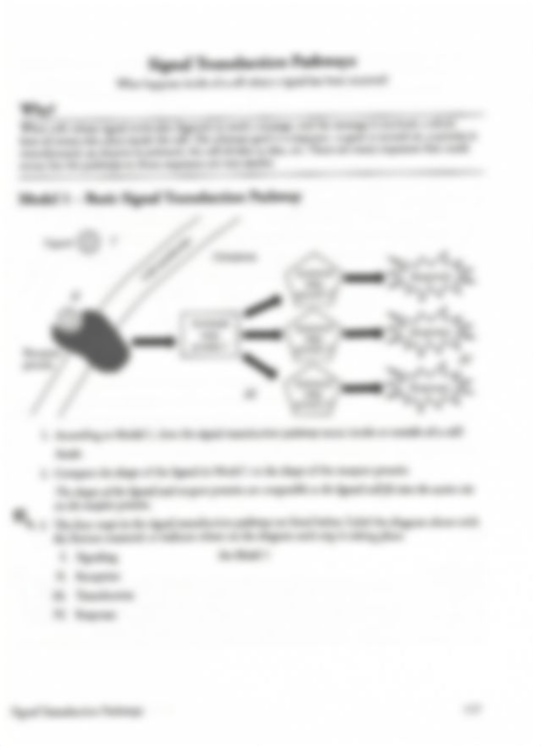 POGIL Key - Signal Transduction.pdf_d8a6onb3vu8_page1