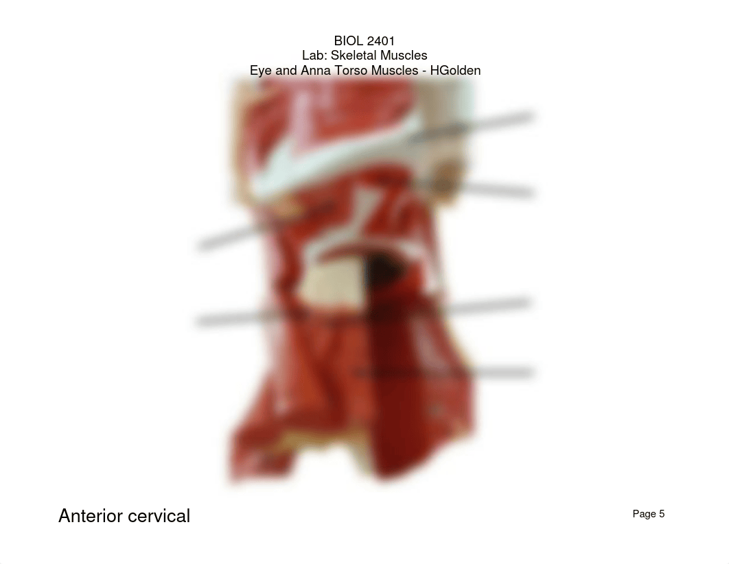 BIOL 2401 - Skeletal Muscles - Eye & Anna Torso Models - HGolden.pdf_d8b1o7r1cf6_page5