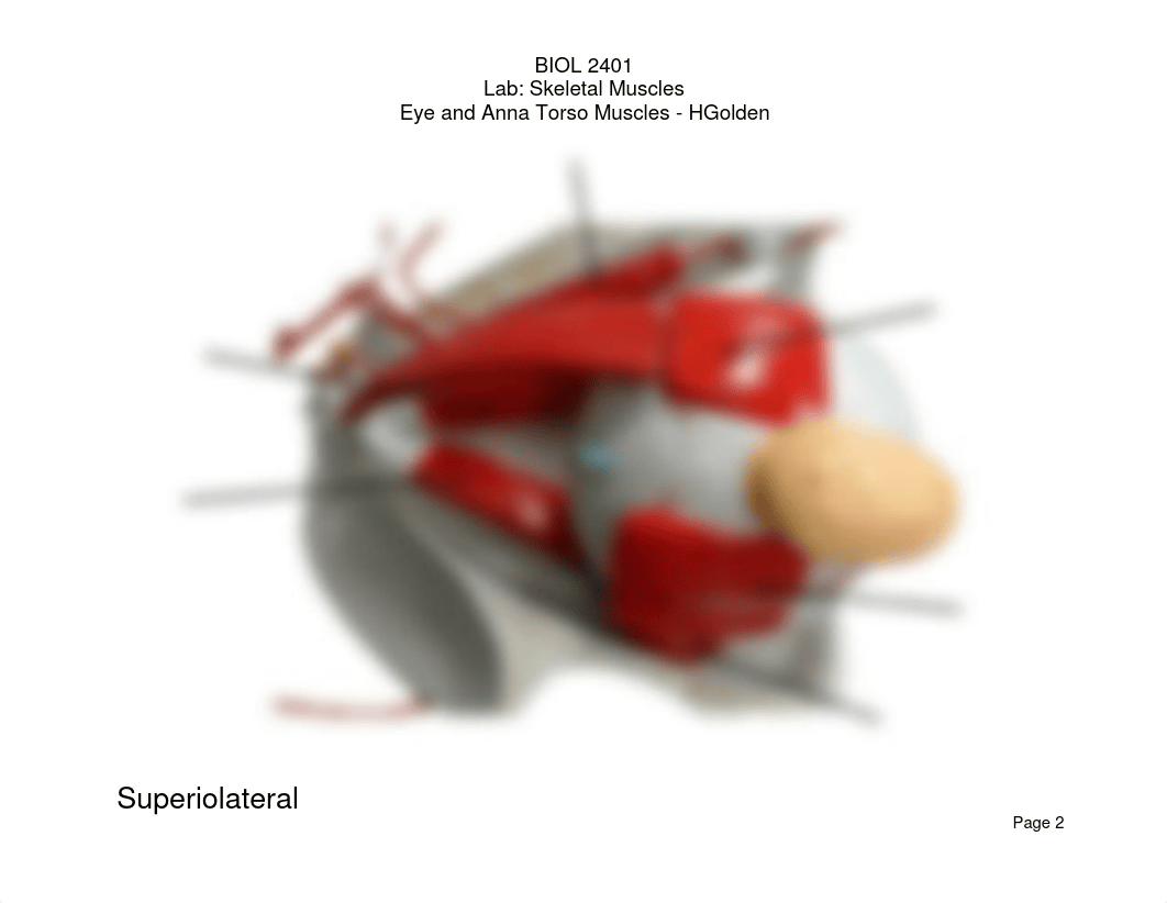 BIOL 2401 - Skeletal Muscles - Eye & Anna Torso Models - HGolden.pdf_d8b1o7r1cf6_page2