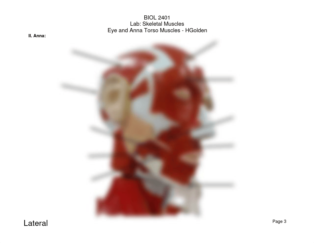 BIOL 2401 - Skeletal Muscles - Eye & Anna Torso Models - HGolden.pdf_d8b1o7r1cf6_page3