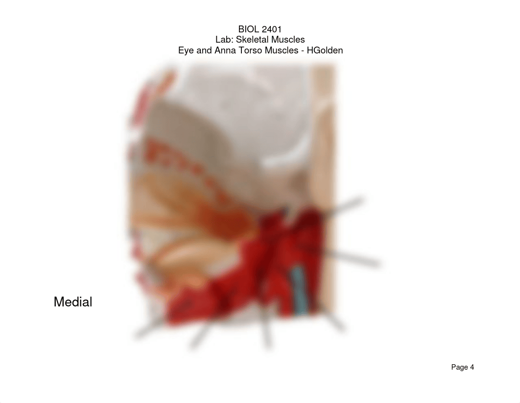 BIOL 2401 - Skeletal Muscles - Eye & Anna Torso Models - HGolden.pdf_d8b1o7r1cf6_page4