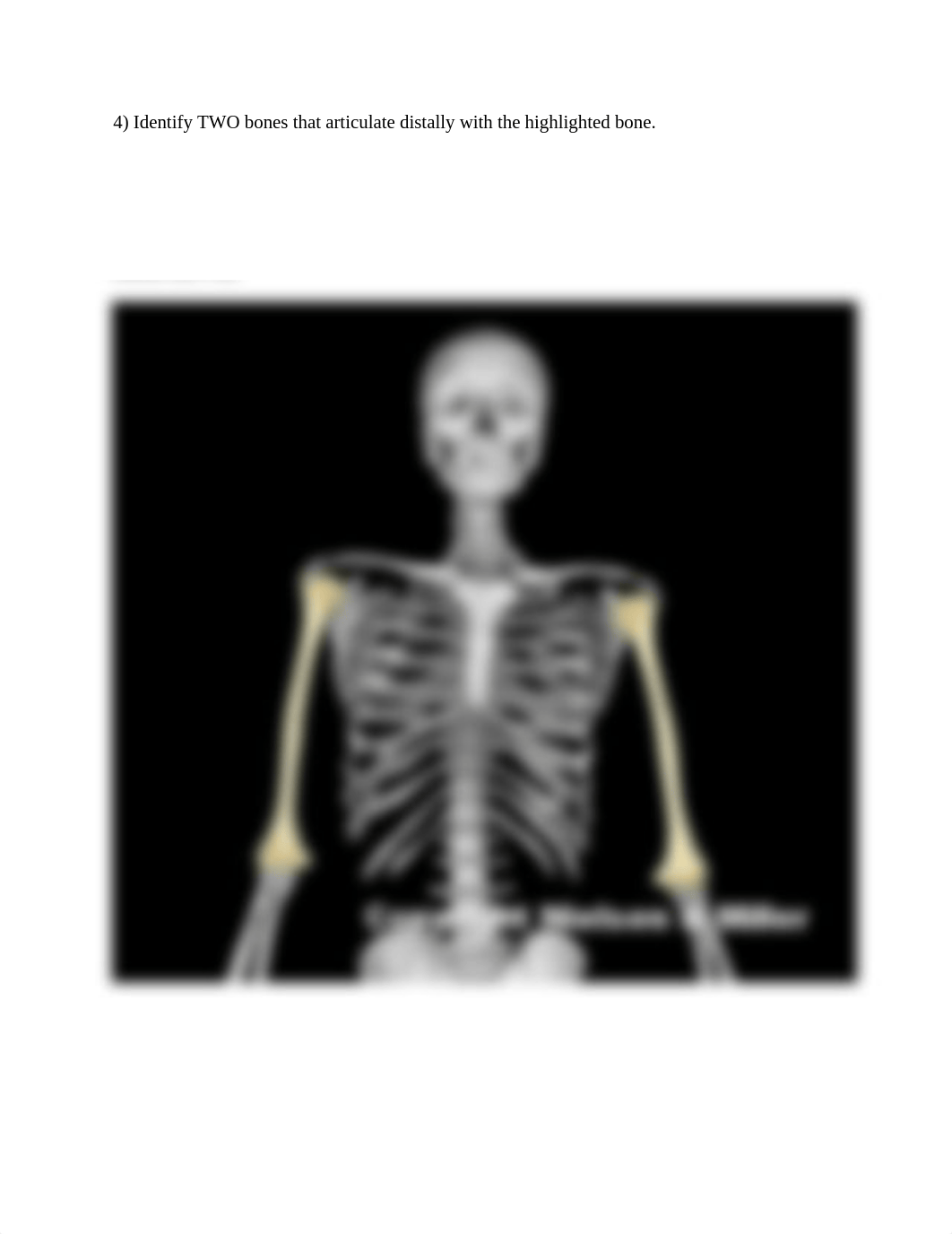 13_upper_limb_skeletal_articulation_Worksheet.docx_d8bijj0jhmm_page4