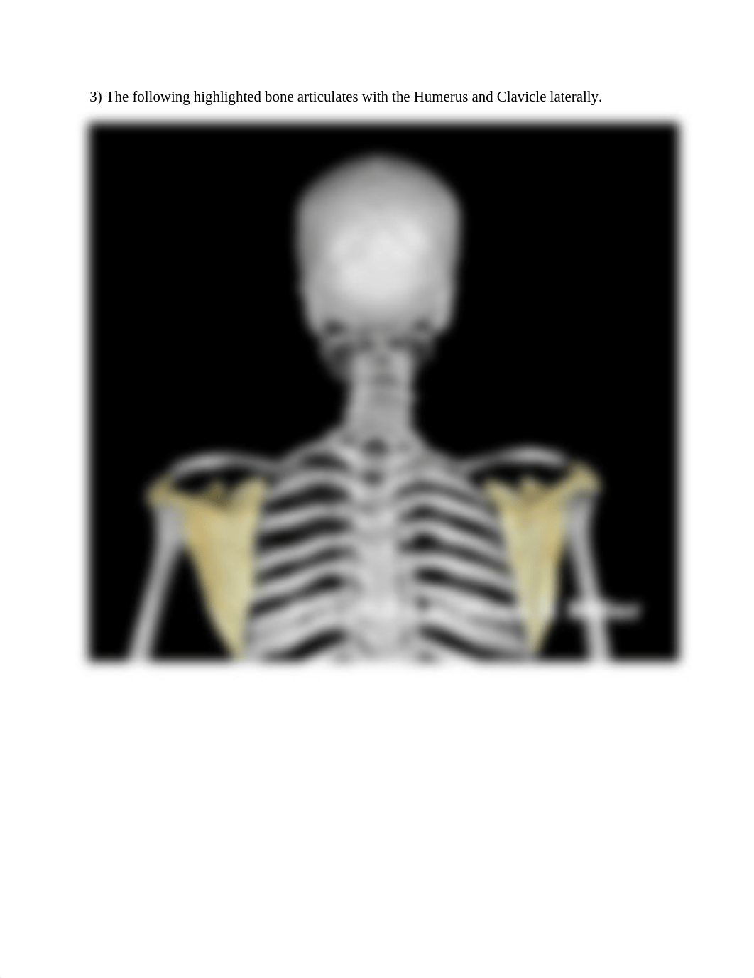 13_upper_limb_skeletal_articulation_Worksheet.docx_d8bijj0jhmm_page3