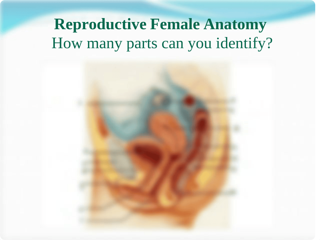 Chapter 4 The Female Reproductive System for students -1.ppt_d8birmevwea_page3