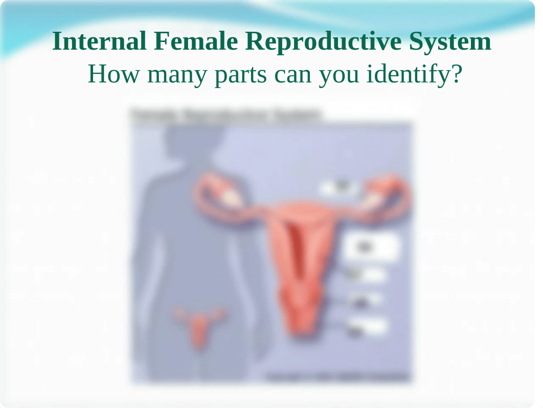 Chapter 4 The Female Reproductive System for students -1.ppt_d8birmevwea_page4