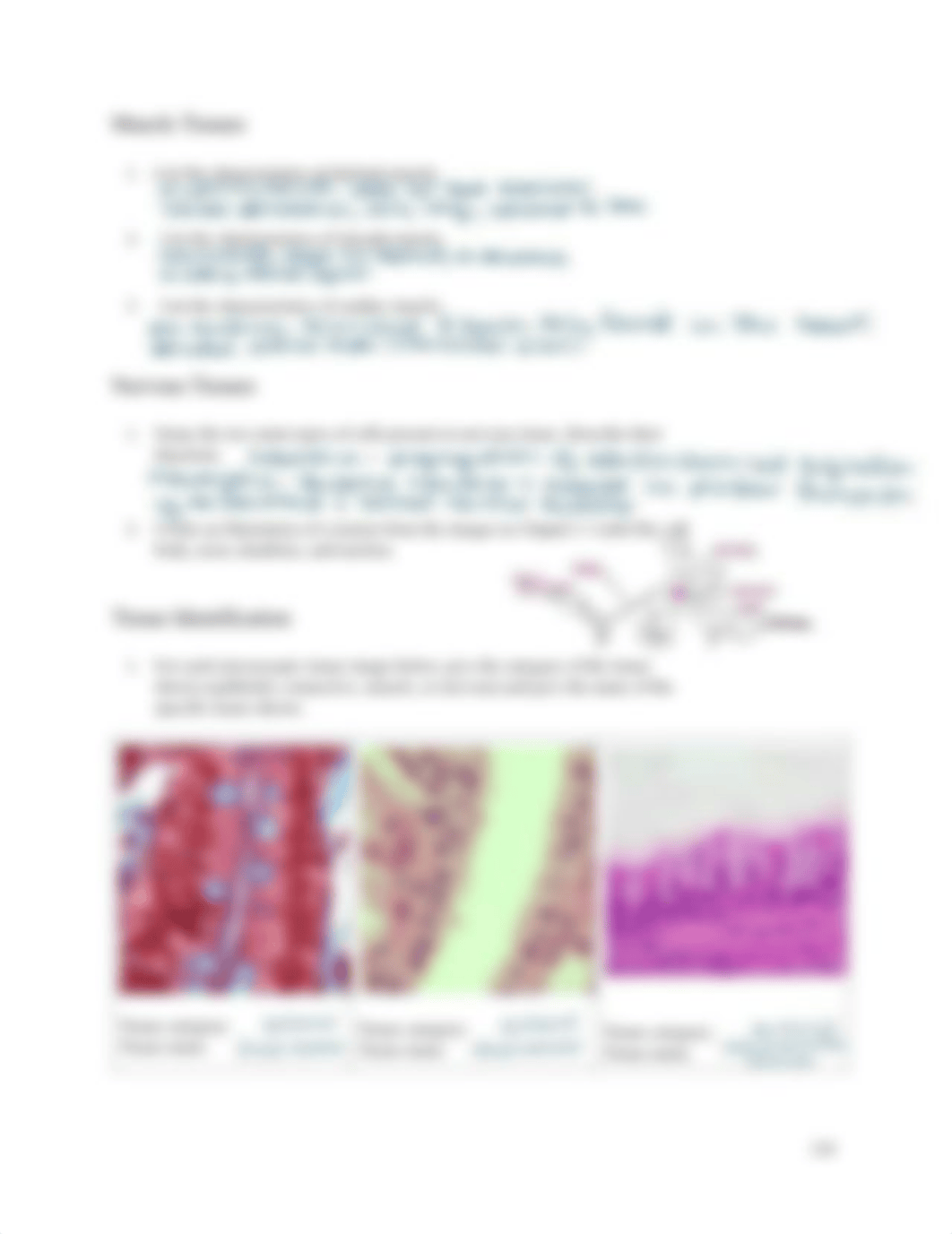 CH 5 Tissues Lab Activities Lab Manual.pdf_d8ccyssail8_page2