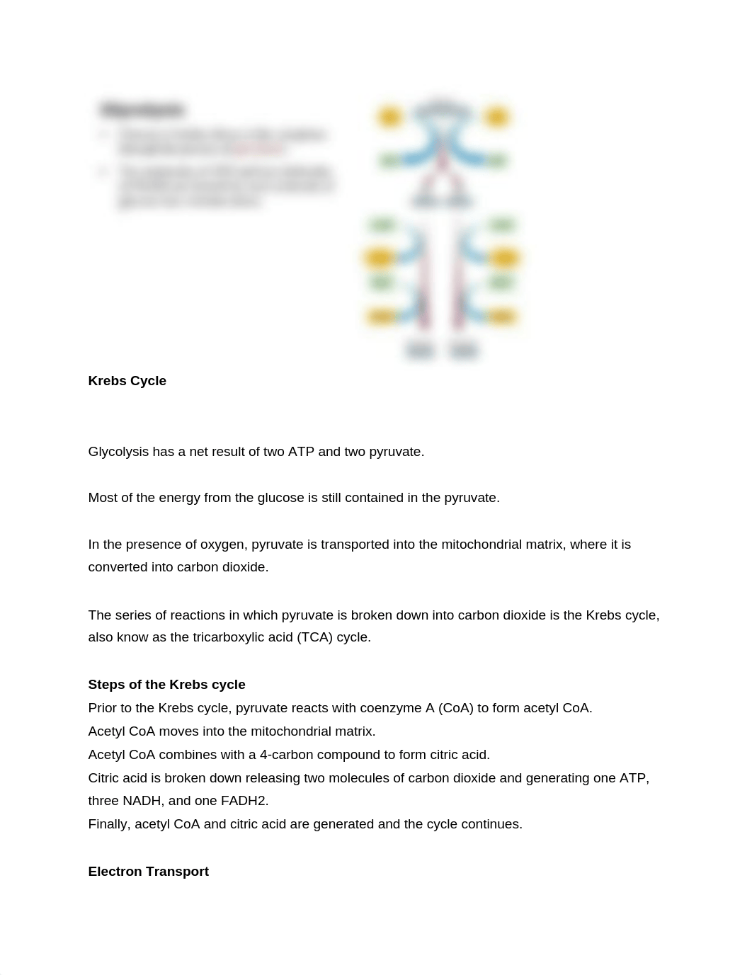 Section 3 Cellular Respiration (1.0).pdf - Google Docs.pdf_d8cisplfobx_page1