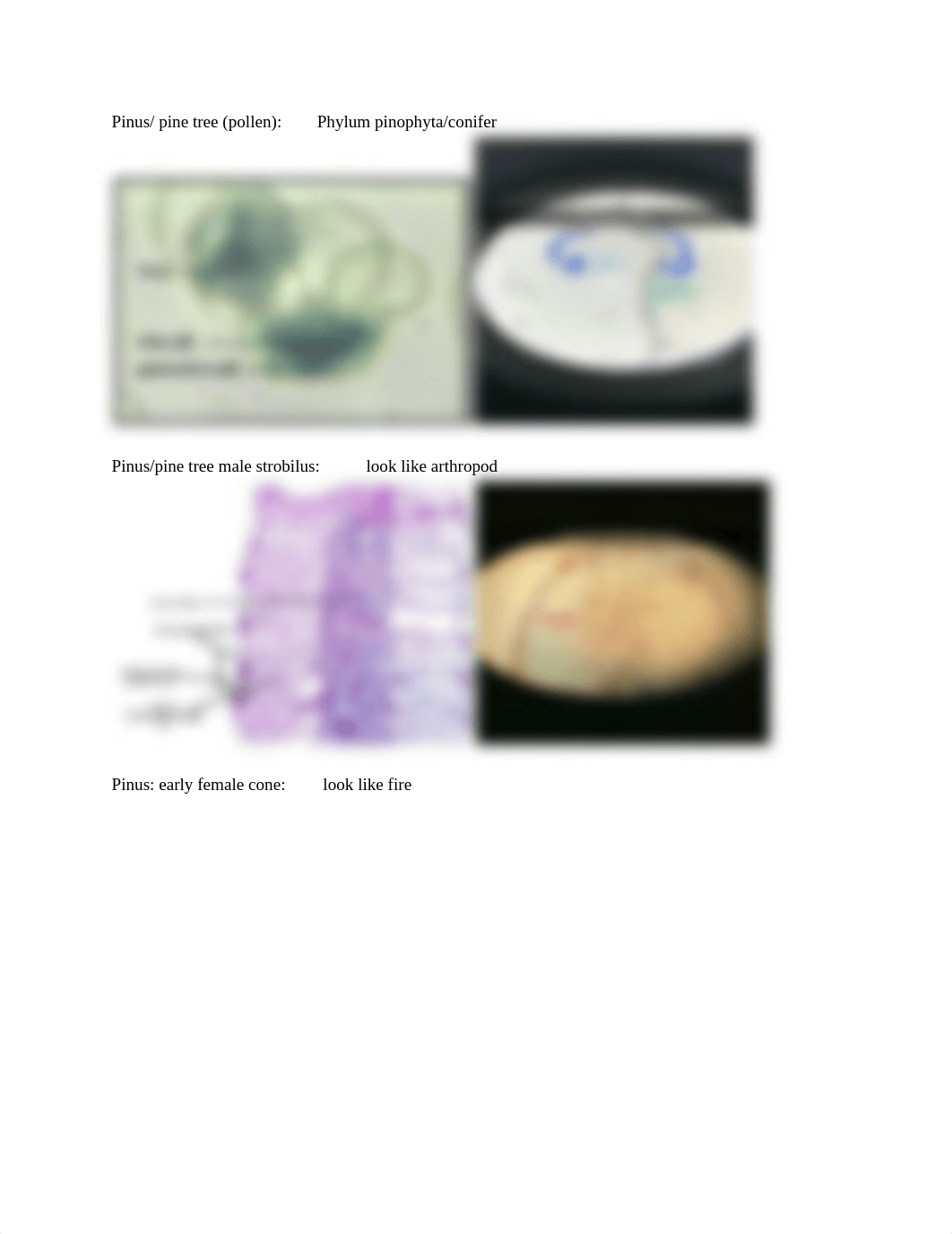 Bio 213 Lab Exam Study Guide.pdf_d8dbw9szpql_page4