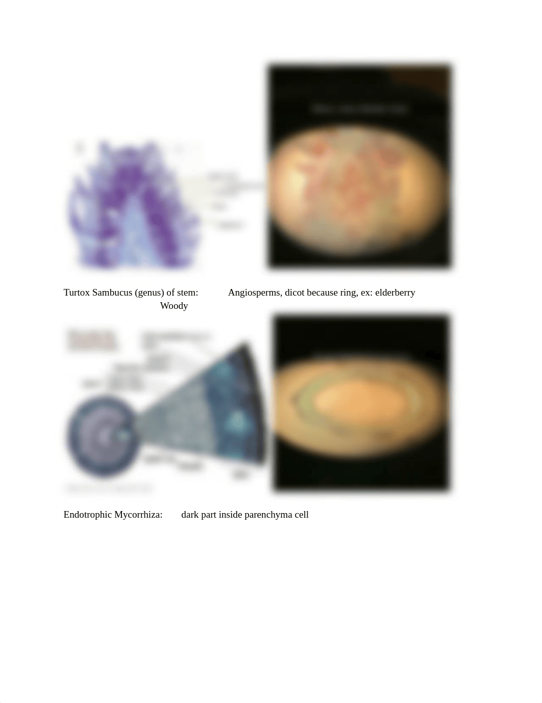 Bio 213 Lab Exam Study Guide.pdf_d8dbw9szpql_page5