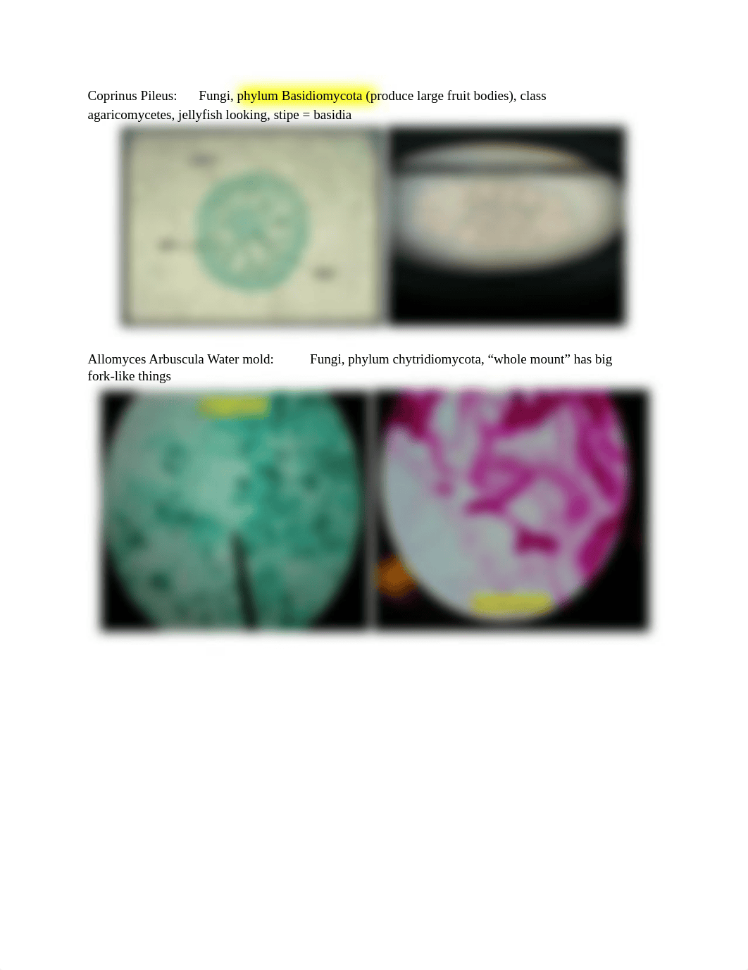 Bio 213 Lab Exam Study Guide.pdf_d8dbw9szpql_page1