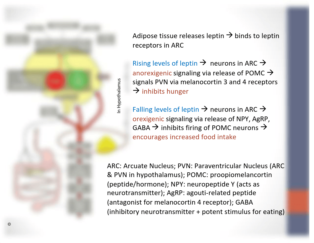 Pathophysiology of obesity.pdf_d8dgb7ntzlf_page3