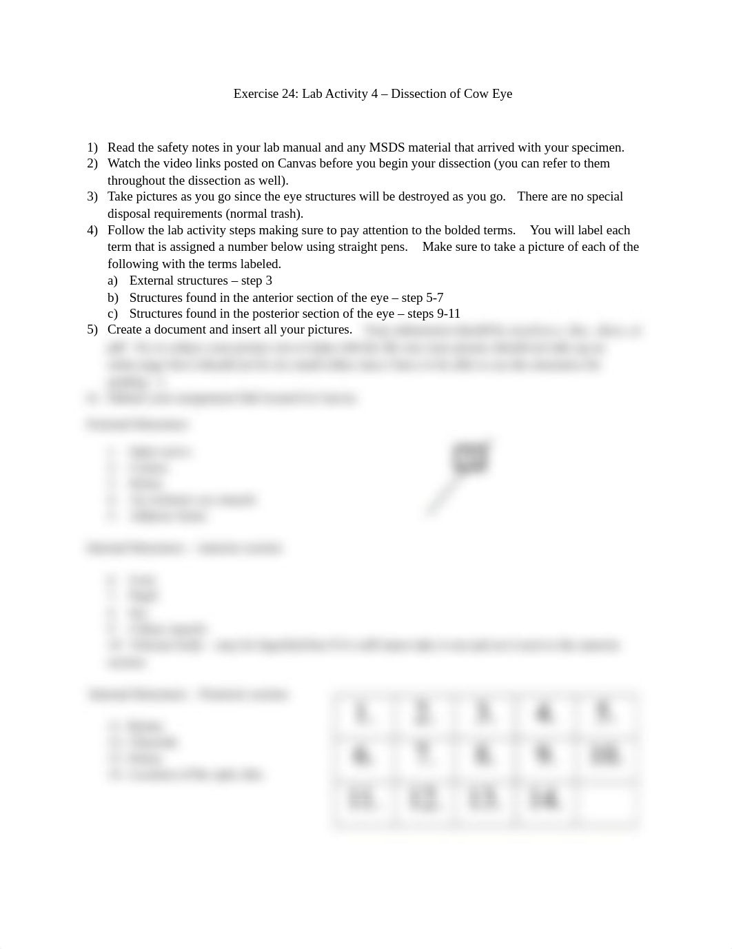 Exercise 24 - Report (Eye Dissection).docx_d8dvgydaqhy_page1