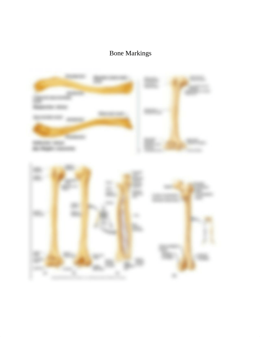 Skeletal Guide Number 2.docx_d8dxvo8gnke_page2