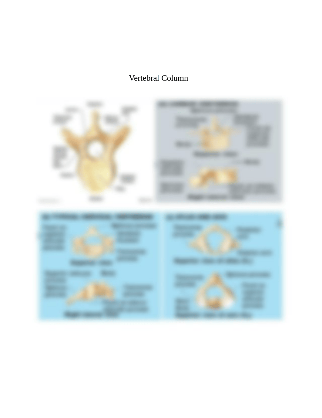 Skeletal Guide Number 2.docx_d8dxvo8gnke_page3